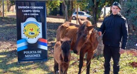 Retiran de la ruta a una yegua y su potranca que ponían en peligro a automovilistas imagen-11