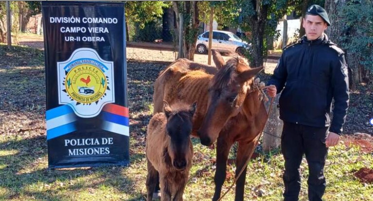 Retiran de la ruta a una yegua y su potranca que ponían en peligro a automovilistas imagen-12
