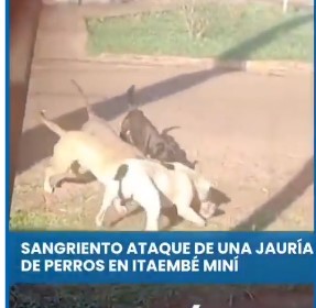 Tras el ataque fatal de pitbulls en Itaembé Miní, la Policía y la Justicia investigan al propietario por falta de control de sus mascotas Tras el ataque fatal de pitbulls en Itaembé Miní, la Policía y la Justicia investigan al propietario por falta de control de sus mascotas imagen-5