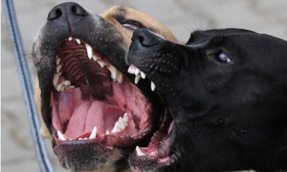 Perros potencialmente peligrosos: el proyecto que busca ordenar una deuda pendiente en Misiones avanzó en comisión imagen-11