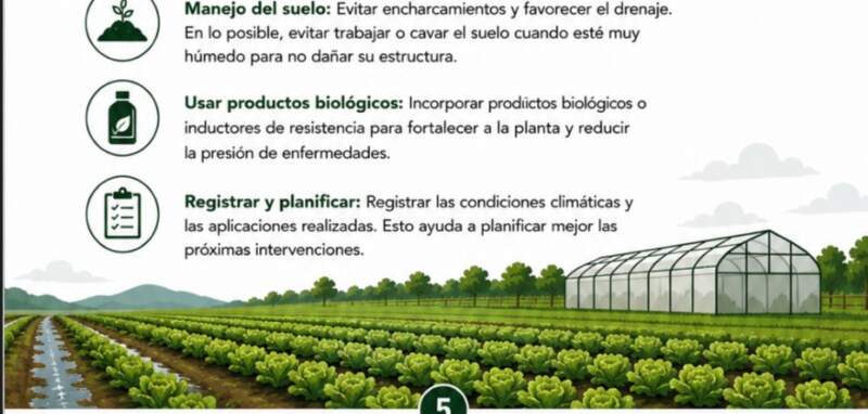 El IMaC difundió recomendaciones para proteger la producción hortícola ante lluvias severas 5 El IMaC difundió recomendaciones para proteger la producción hortícola ante lluvias severas imagen-4