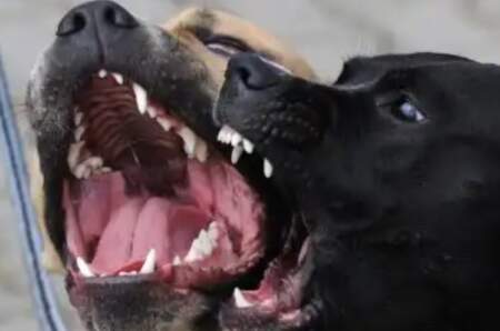 Perros sin control: "Los ataques son consecuencia de una problemática que seguimos sin abordar, la falta de castración y educación" imagen-11