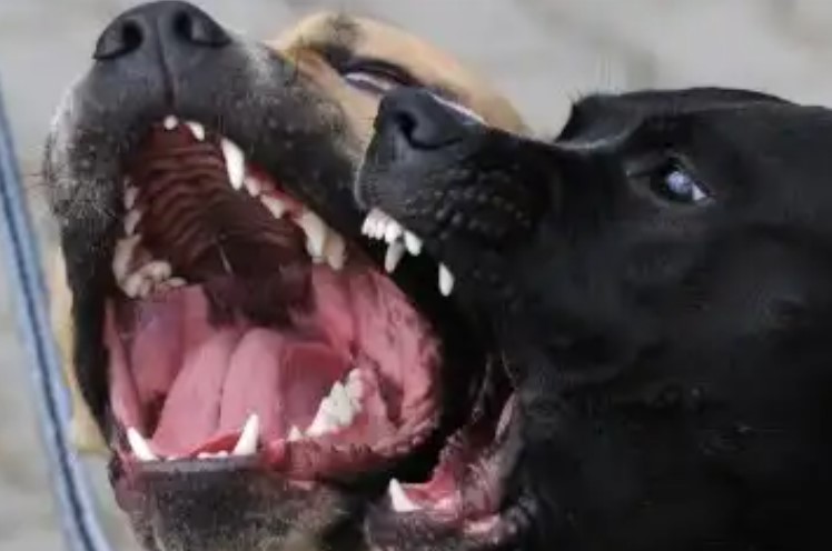 Perros sin control: "Los ataques son consecuencia de una problemática que seguimos sin abordar, la falta de castración y educación" imagen-12