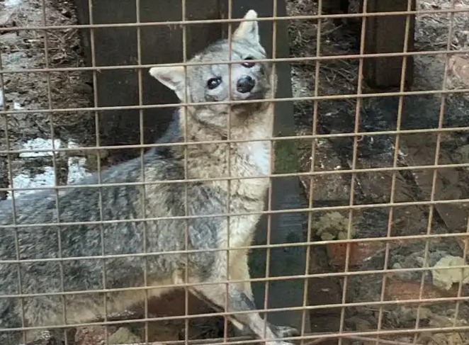 La Justicia frenó la reapertura del ex zoológico de Montecarlo y puso a los animales bajo tutela judicial imagen-4
