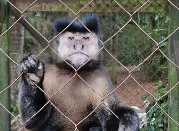 Presunto maltrato animal en el ex zoológico de Montecarlo: la Justicia suspendió obras y cambios en el predio a partir de un amparo imagen-8
