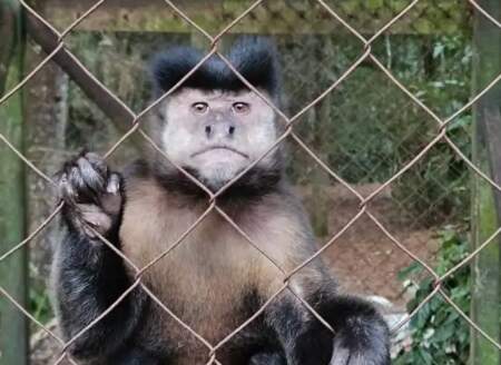 La Justicia frenó la reapertura del ex zoológico de Montecarlo y puso a los animales bajo tutela judicial imagen-7