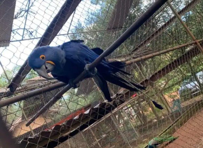 La Justicia frenó la reapertura del ex zoológico de Montecarlo y puso a los animales bajo tutela judicial imagen-6