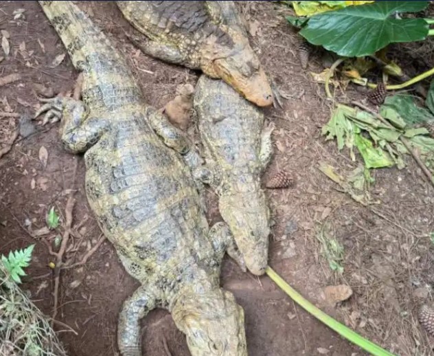 La Justicia frenó la reapertura del ex zoológico de Montecarlo y puso a los animales bajo tutela judicial imagen-8