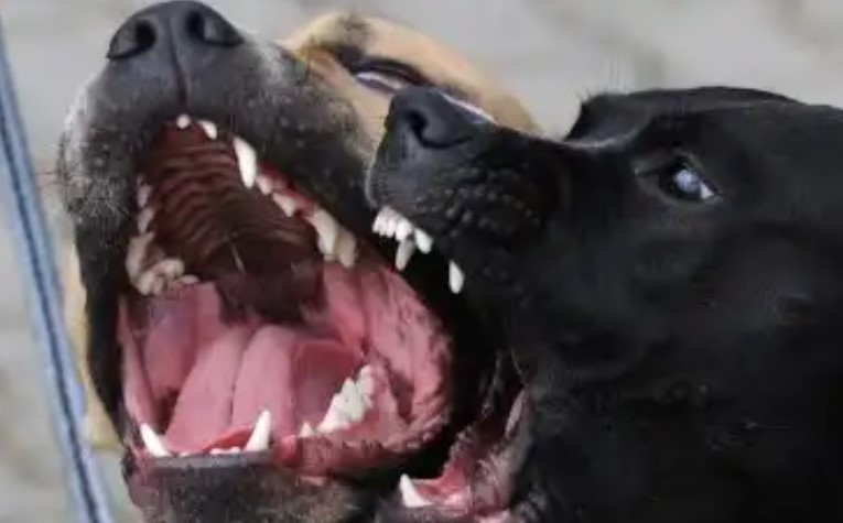Legislatura sancionó la Ley de Tenencia Responsable de Perros Potencialmente Peligrosos: crearán un registro digital y exigirán microchips imagen-12