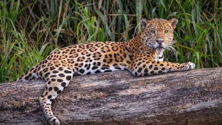 Yaguaretés, pumas y producción rural: la estrategia que consolida Misiones para convivir con la fauna imagen-4