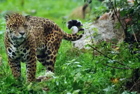 Semana del Ambiente: Con más del 50% de la biodiversidad del país, Misiones refuerza las acciones para conservar su patrimonio natural imagen-5