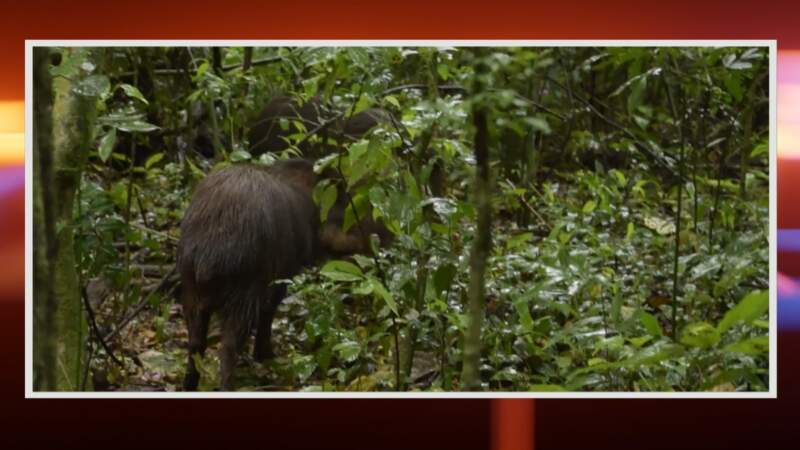 ZooBalPark: Ecología suspendió habilitaciones y avanza en un proceso de reconversión por irregularidades en el manejo de fauna 20 ZooBalPark: Ecología suspendió habilitaciones y avanza en un proceso de reconversión por irregularidades en el manejo de fauna imagen-19