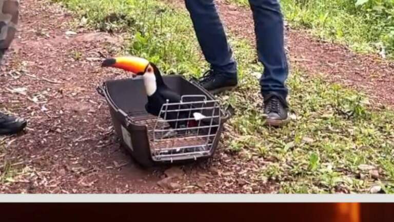 ZooBalPark: Ecología suspendió habilitaciones y avanza en un proceso de reconversión por irregularidades en el manejo de fauna ZooBalPark: Ecología suspendió habilitaciones y avanza en un proceso de reconversión por irregularidades en el manejo de fauna imagen-45