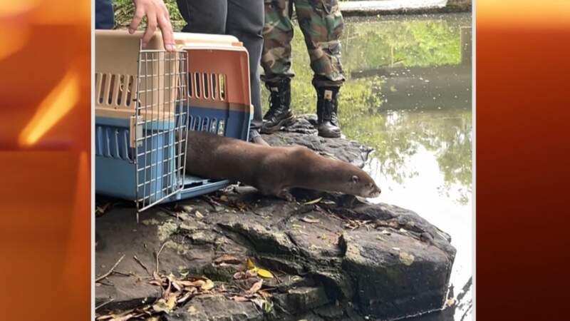 ZooBalPark: Ecología suspendió habilitaciones y avanza en un proceso de reconversión por irregularidades en el manejo de fauna 18 ZooBalPark: Ecología suspendió habilitaciones y avanza en un proceso de reconversión por irregularidades en el manejo de fauna imagen-17