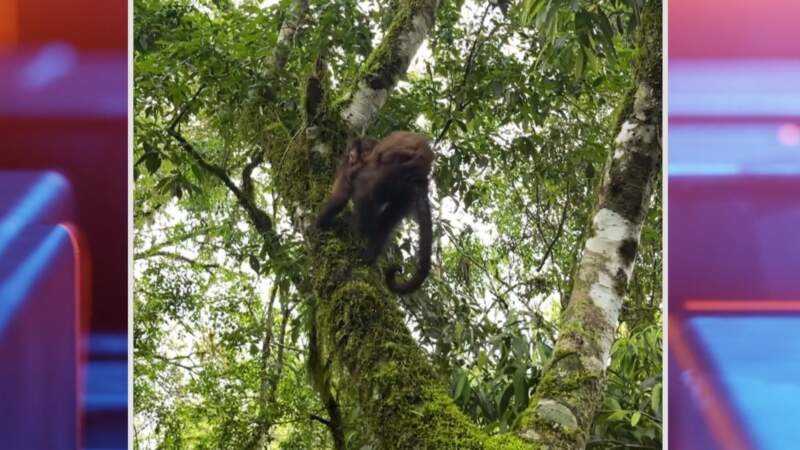 ZooBalPark: Ecología suspendió habilitaciones y avanza en un proceso de reconversión por irregularidades en el manejo de fauna 16 ZooBalPark: Ecología suspendió habilitaciones y avanza en un proceso de reconversión por irregularidades en el manejo de fauna imagen-15