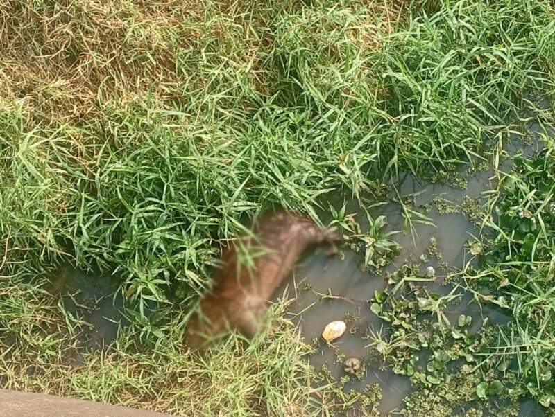 Hallaron un carpincho sin vida a la vera del arroyo Zaimán imagen-9