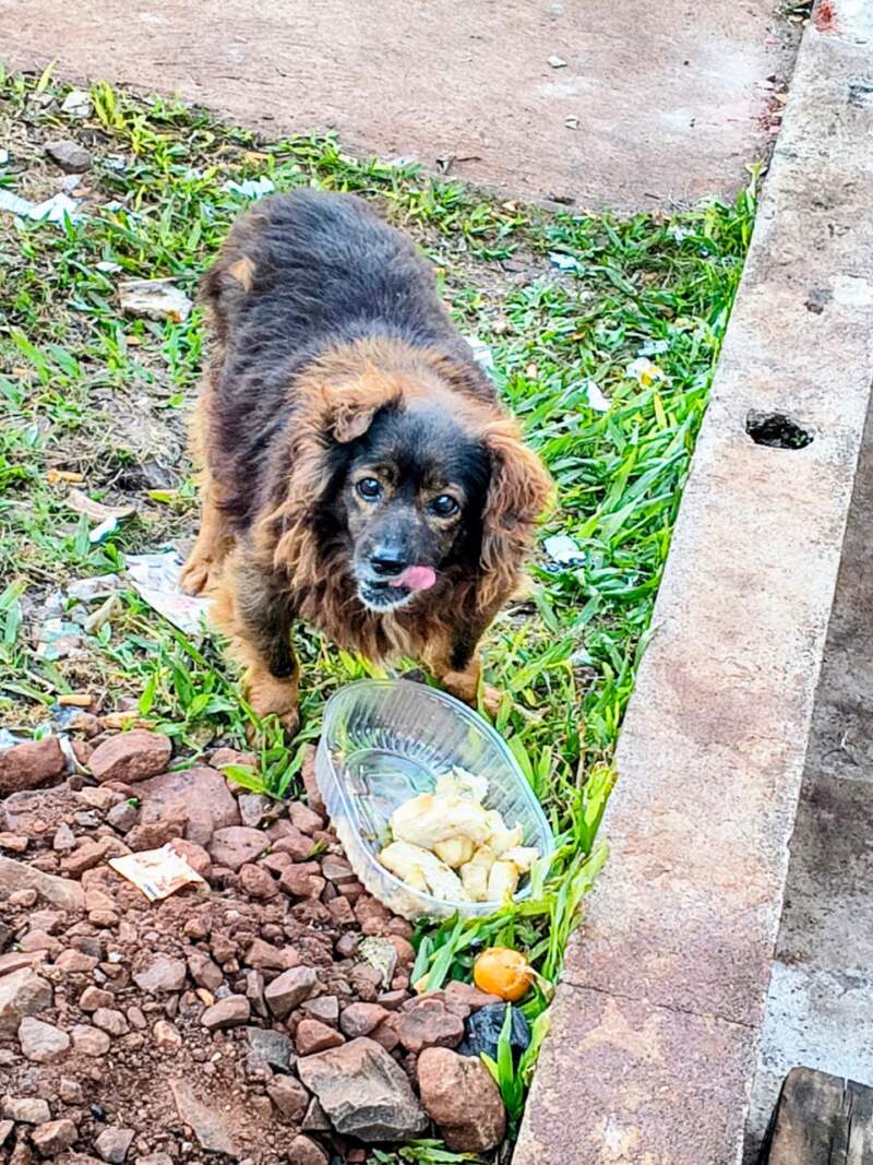 La Policía sigue el rastro de los 23 perros dados en adopción en Guaraní y ya ubicó a ocho adoptantes imagen-2