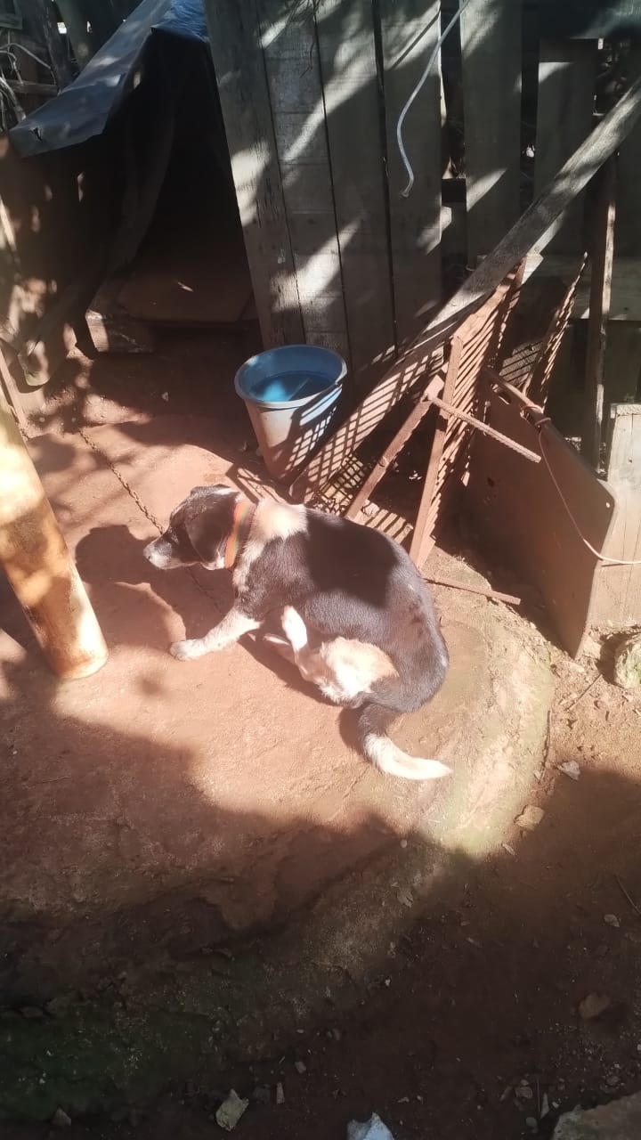 La Policía sigue el rastro de los 23 perros dados en adopción en Guaraní y ya ubicó a ocho adoptantes imagen-6