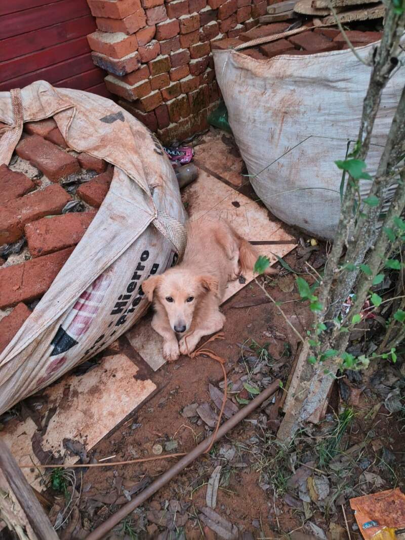 La Policía sigue el rastro de los 23 perros dados en adopción en Guaraní y ya ubicó a ocho adoptantes imagen-4