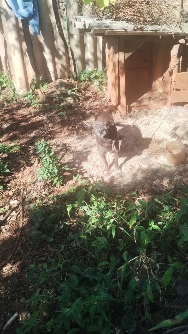 La Policía sigue el rastro de los 23 perros dados en adopción en Guaraní y ya ubicó a ocho adoptantes imagen-10