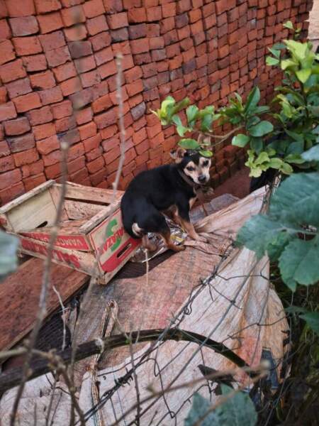 Escándalo judicial: Cinco protectoras denuncian "fraude probatorio" y encubrimiento en la causa de los 23 perros desaparecidos en Guaraní imagen-9