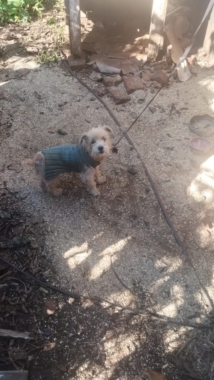 La Policía sigue el rastro de los 23 perros dados en adopción en Guaraní y ya ubicó a ocho adoptantes imagen-12