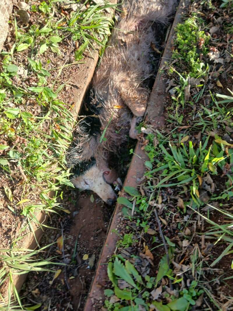Tras el ataque de una jauría en Itaembé Miní, vecinos reclaman "solución urgente" para zanjar el problema de perros callejeros en la zona imagen-7