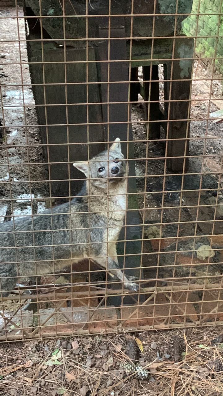 Más de 400 animales en el centro del debate: Fundación Ohana pide transparencia sobre la reconversión del ex zoológico de Montecarlo 15 Más de 400 animales en el centro del debate: Fundación Ohana pide transparencia sobre la reconversión del ex zoológico de Montecarlo imagen-14