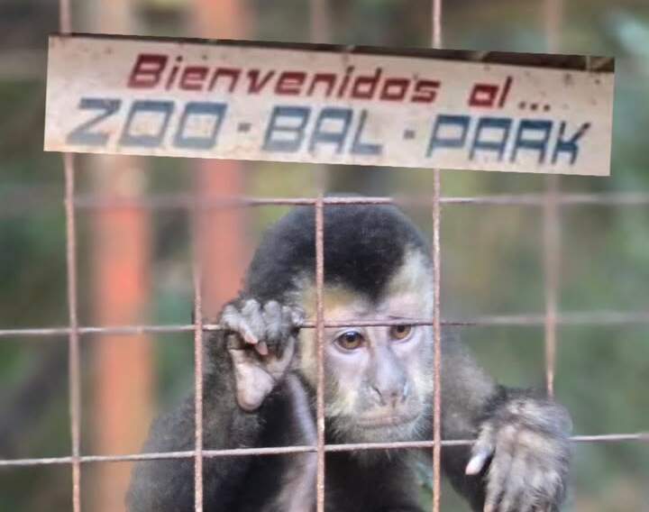Más de 400 animales en el centro del debate: Fundación Ohana pide transparencia sobre la reconversión del ex zoológico de Montecarlo imagen-8