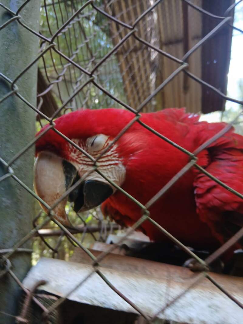 Más de 400 animales en el centro del debate: Fundación Ohana pide transparencia sobre la reconversión del ex zoológico de Montecarlo 5 Más de 400 animales en el centro del debate: Fundación Ohana pide transparencia sobre la reconversión del ex zoológico de Montecarlo imagen-4