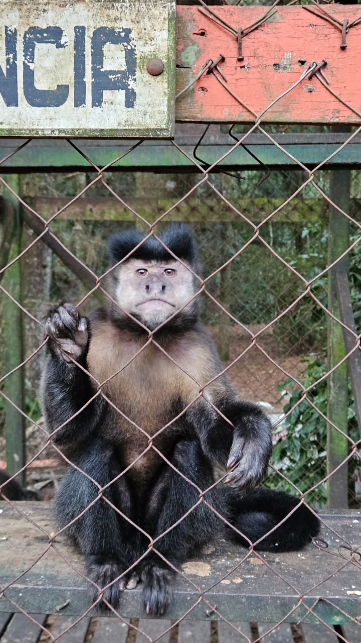 Más de 400 animales en el centro del debate: Fundación Ohana pide transparencia sobre la reconversión del ex zoológico de Montecarlo 17 Más de 400 animales en el centro del debate: Fundación Ohana pide transparencia sobre la reconversión del ex zoológico de Montecarlo imagen-16