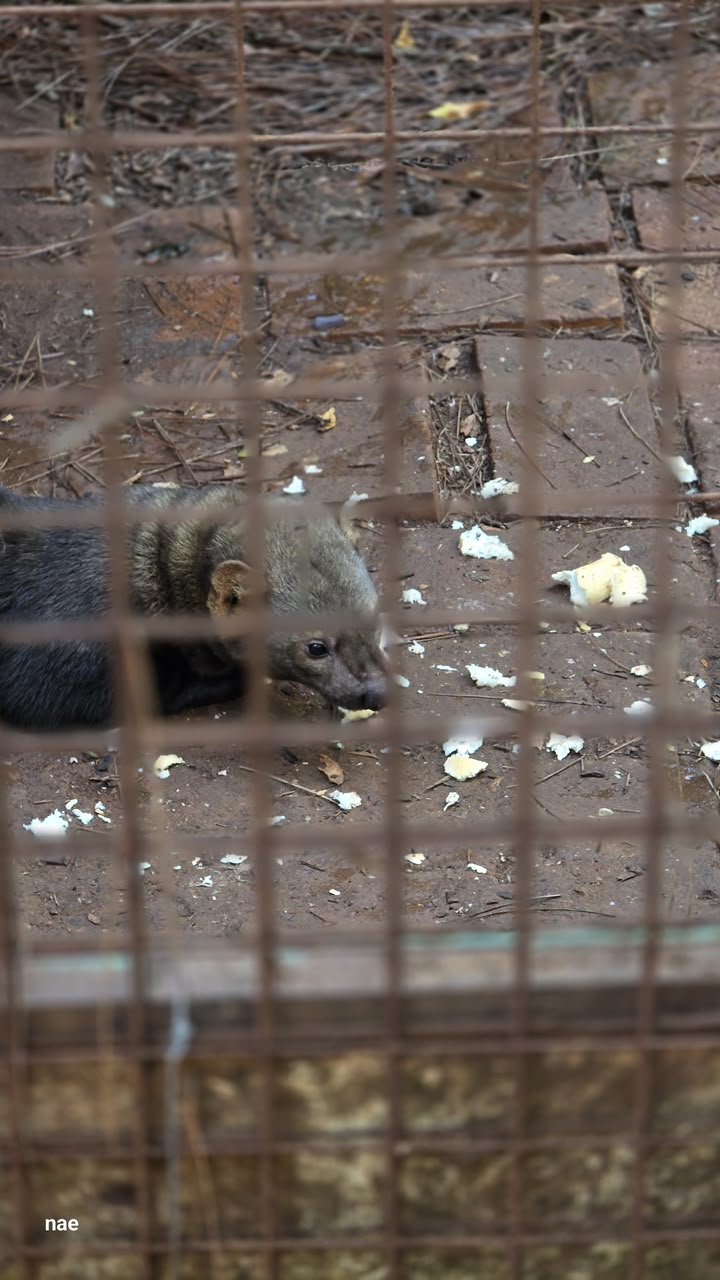 Más de 400 animales en el centro del debate: Fundación Ohana pide transparencia sobre la reconversión del ex zoológico de Montecarlo 9 Más de 400 animales en el centro del debate: Fundación Ohana pide transparencia sobre la reconversión del ex zoológico de Montecarlo imagen-8