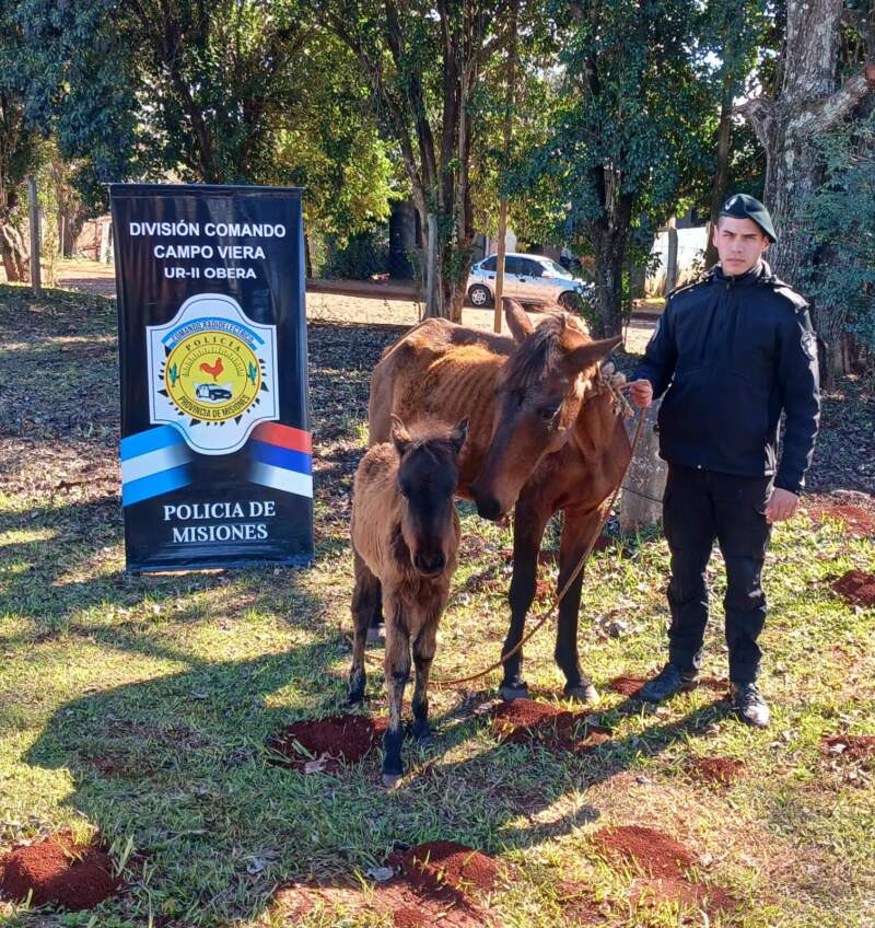 Retiran de la ruta a una yegua y su potranca que ponían en peligro a automovilistas 3 Retiran de la ruta a una yegua y su potranca que ponían en peligro a automovilistas imagen-2