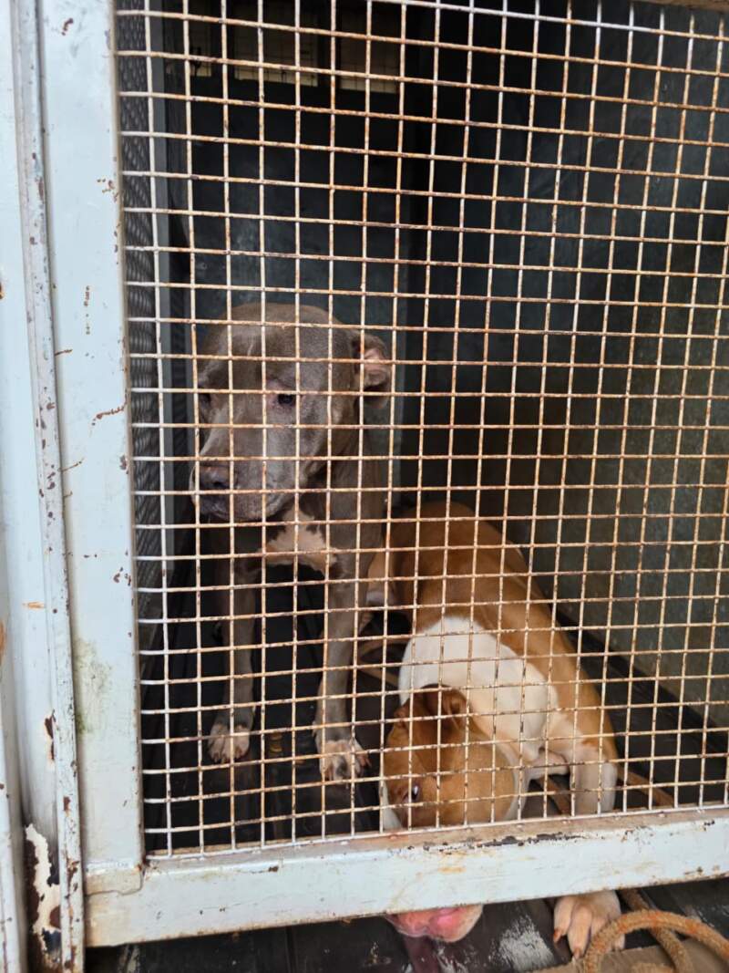Tras denuncias, la Policía allanó un domicilio en Itaembé Miní y resguardó a tres pitbulls considerados agresivos imagen-6
