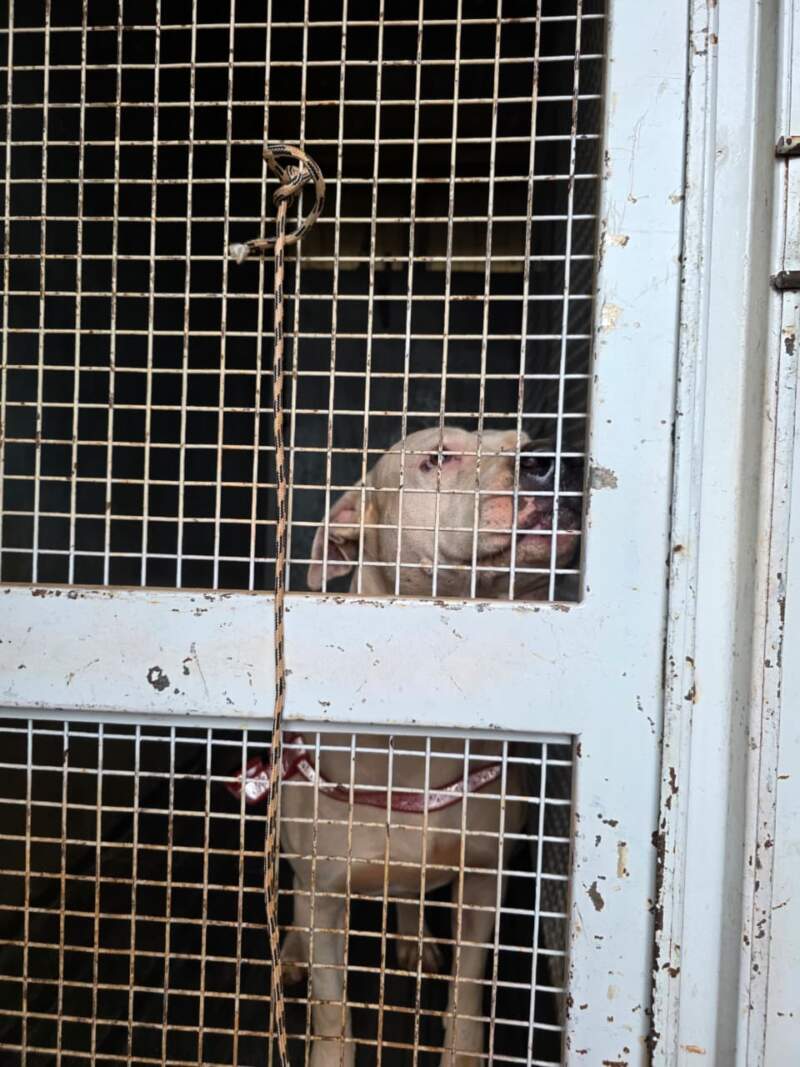 Tras denuncias, la Policía allanó un domicilio en Itaembé Miní y resguardó a tres pitbulls considerados agresivos imagen-6