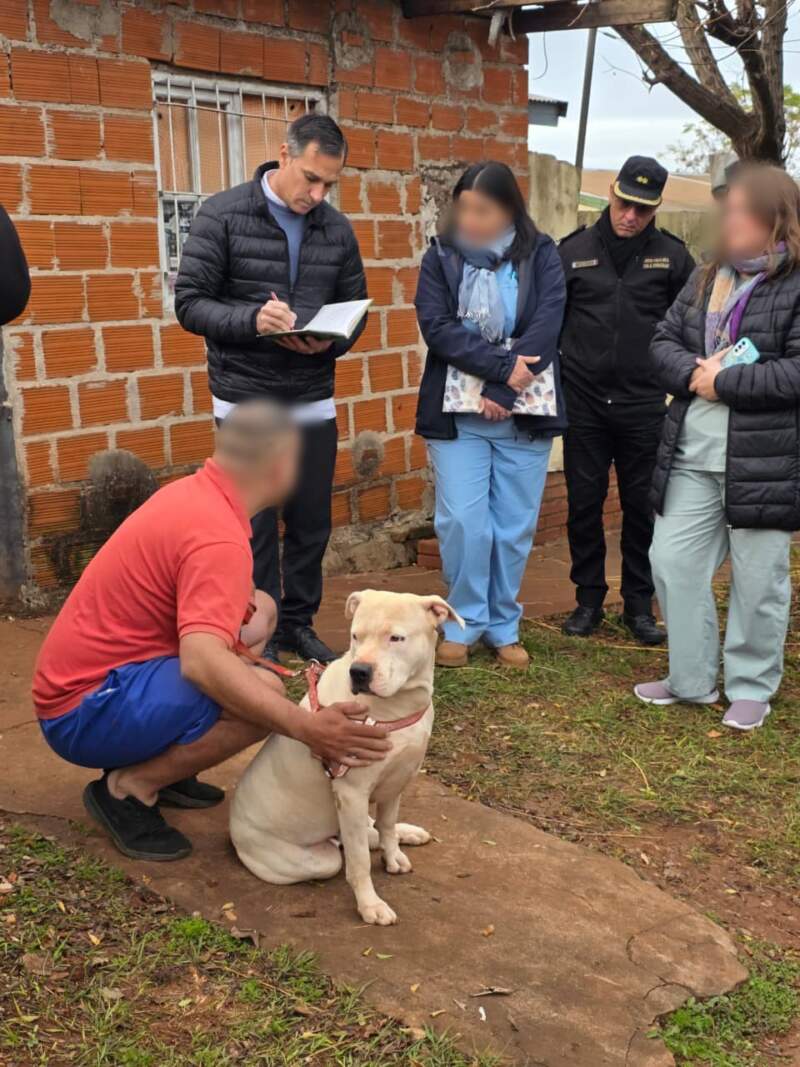 Tras denuncias, la Policía allanó un domicilio en Itaembé Miní y resguardó a tres pitbulls considerados agresivos imagen-2