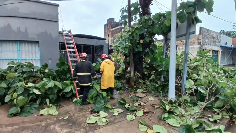 Un árbol de gran porte cayó sobre una vivienda en Posadas 5 Un árbol de gran porte cayó sobre una vivienda en Posadas imagen-4