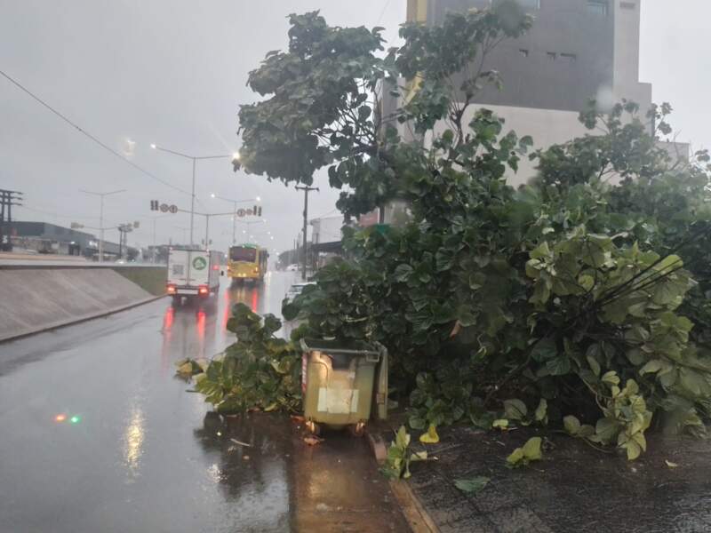 Un árbol de gran porte cayó sobre una vivienda en Posadas imagen-6