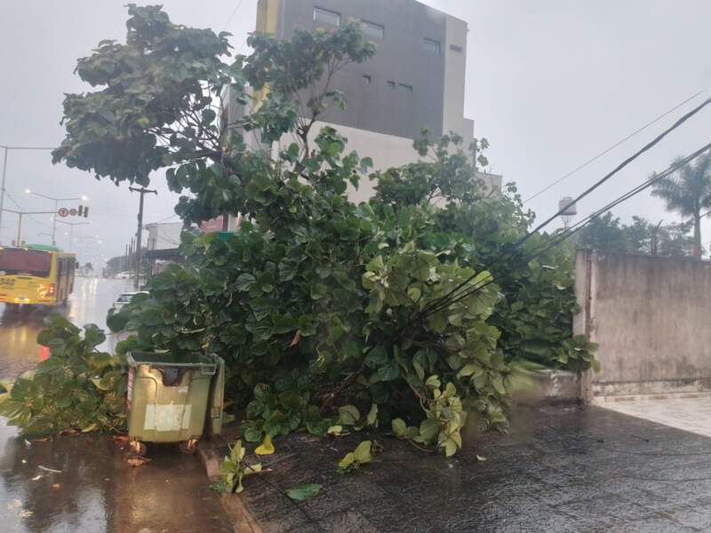 Un árbol de gran porte cayó sobre una vivienda en Posadas 7 Un árbol de gran porte cayó sobre una vivienda en Posadas imagen-6