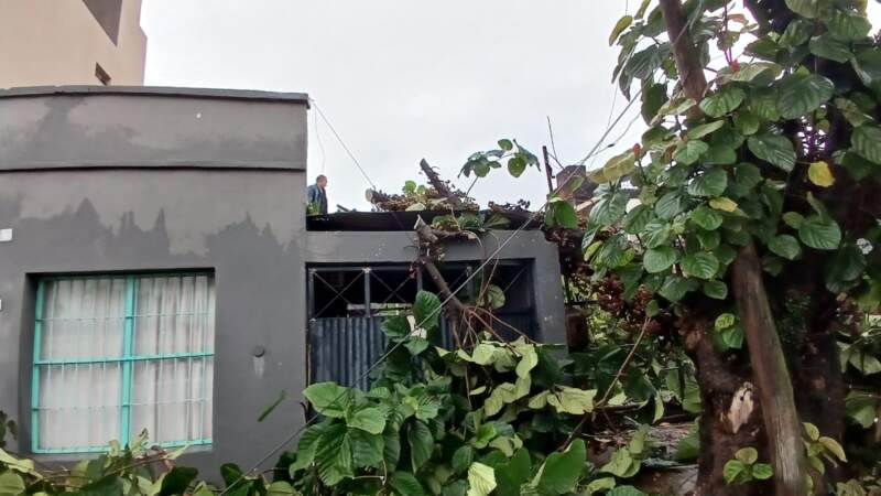 Un árbol de gran porte cayó sobre una vivienda en Posadas 3 Un árbol de gran porte cayó sobre una vivienda en Posadas imagen-2