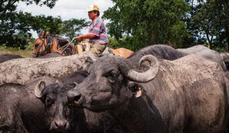 En el NEA se encuentra el 86% del stock de carne de búfalo, siendo el principal polo de cría imagen-5