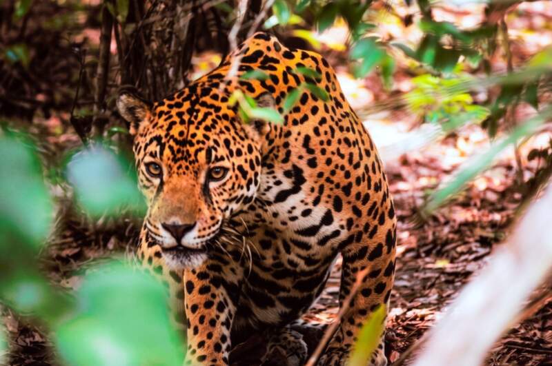 Misiones obtuvo un reconocimiento de la ONU por su seguro para la protección del Yaguareté, seleccionado entre más de 200 iniciativas del mundo imagen-16