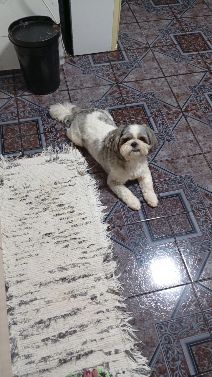 Una medida judicial inédita: la protección también alcanzó a las mascotas imagen-8