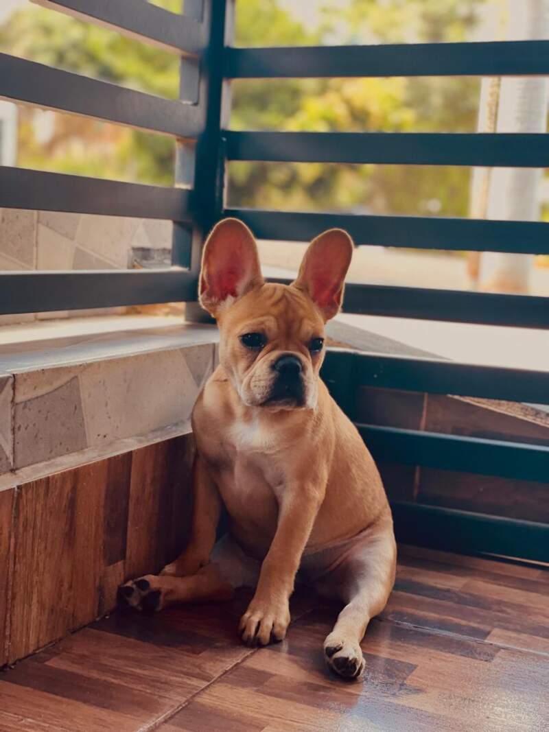 Una medida judicial inédita: la protección también alcanzó a las mascotas imagen-2