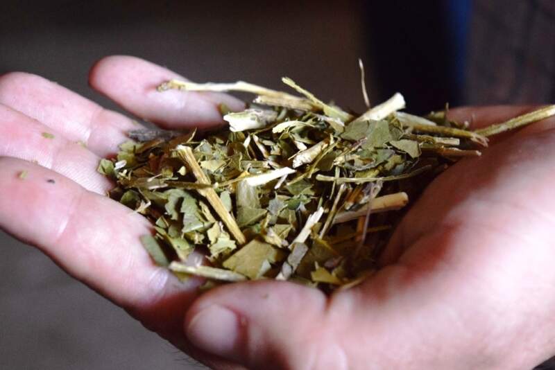 Andresito fortalece su perfil como polo de producción orgánica de yerba mate en Misiones imagen-4