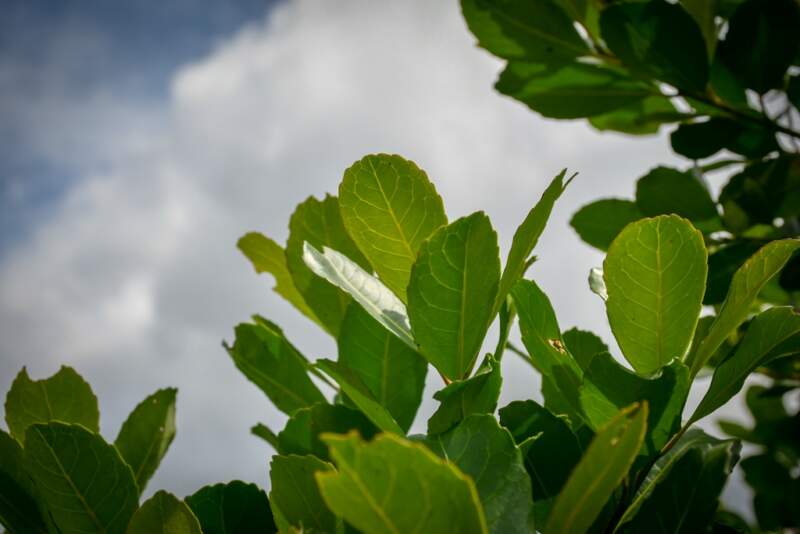 Andresito fortalece su perfil como polo de producción orgánica de yerba mate en Misiones imagen-6