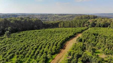 Andresito fortalece su perfil como polo de producción orgánica de yerba mate en Misiones Andresito fortalece su perfil como polo de producción orgánica de yerba mate en Misiones imagen-17