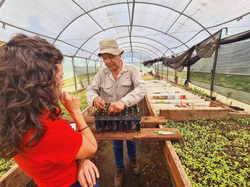 De la investigación al yerbal: empresas misioneras evalúan nuevas selecciones genéticas de INTA para la yerba mate del futuro imagen-12