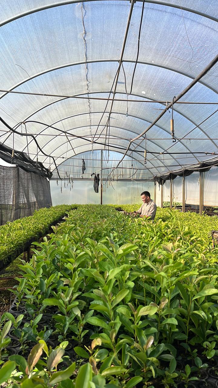 De la investigación al yerbal: empresas misioneras evalúan nuevas selecciones genéticas de INTA para la yerba mate del futuro imagen-2