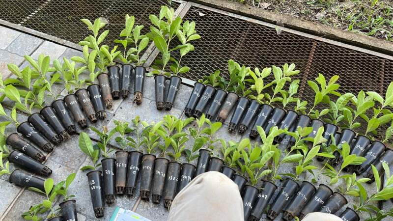 De la investigación al yerbal: empresas misioneras evalúan nuevas selecciones genéticas de INTA para la yerba mate del futuro imagen-4
